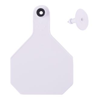 Y-Tex All American 4-Star Large Ear Tags Blank, White, 2 Pc.